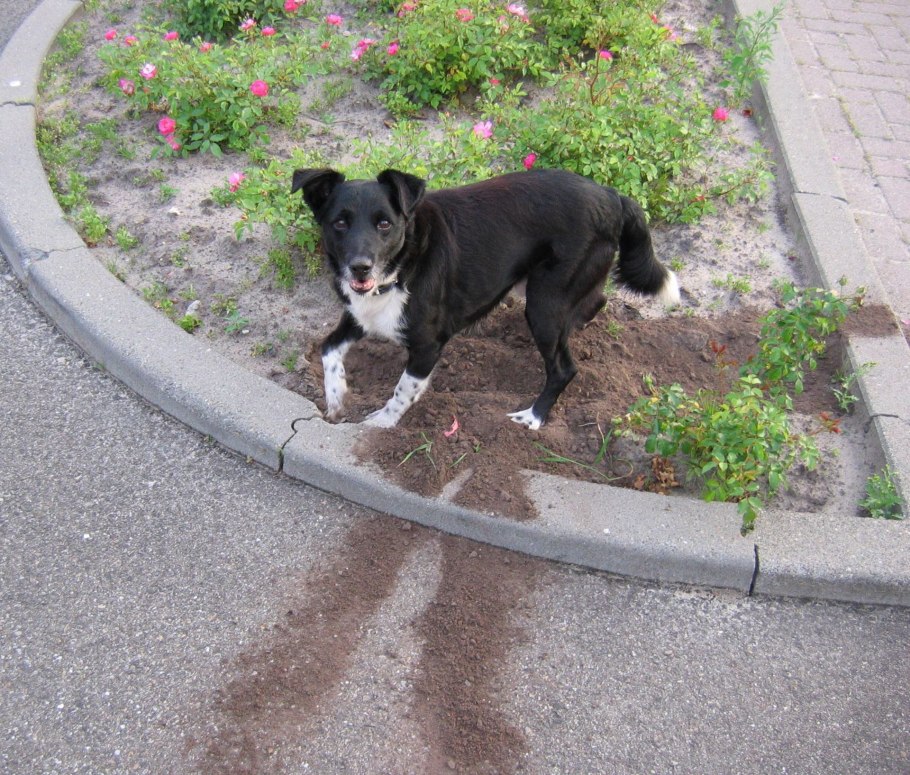 Какую траву нельзя кроликам