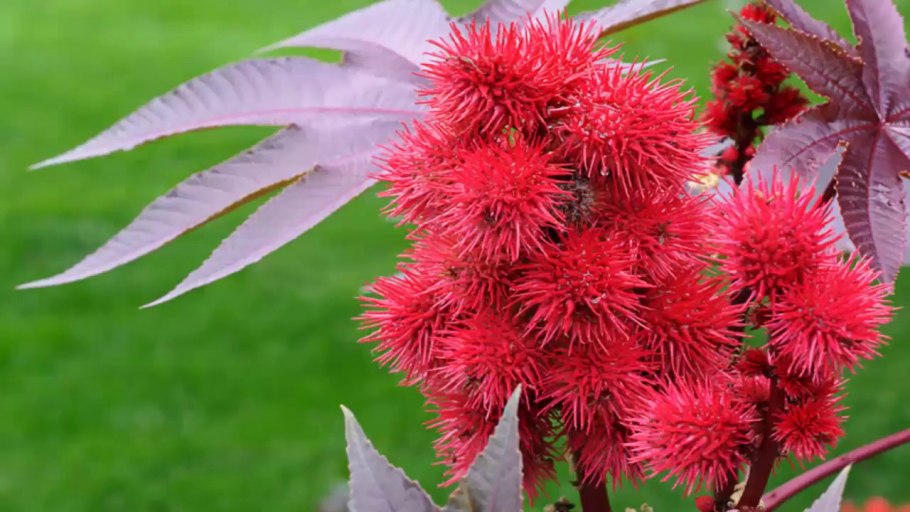 Ядовитые и неядовитые растения