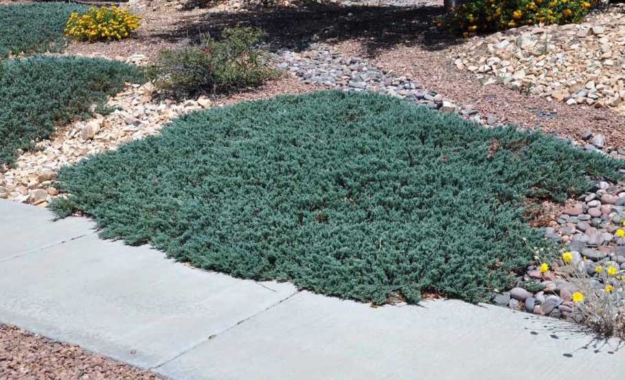 Можжевельник горизонтальный Айси Блю