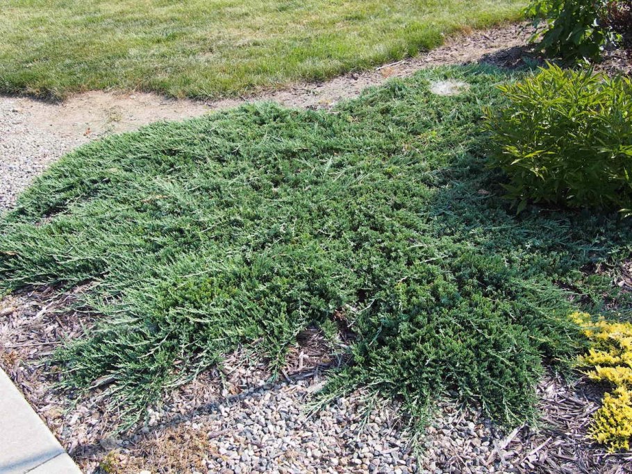 Можжевельник казацкий Броадмур
