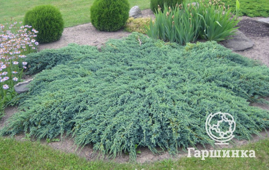 Можжевельник айс Блю