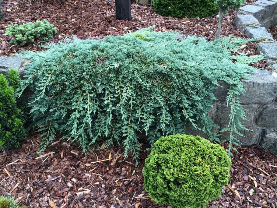 Туя ползучая