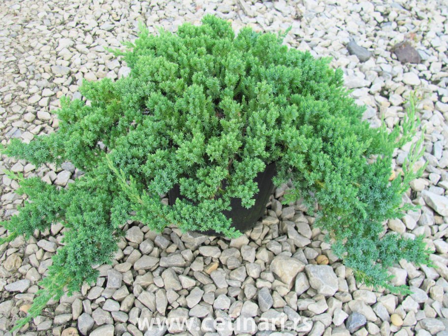 Можжевельник казацкий рокери джем