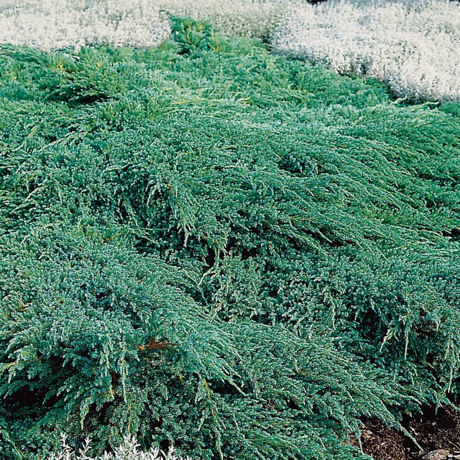 Можжевельник Грин карпет