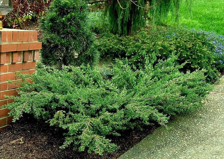 Можжевельник Скуамата Блю карпет