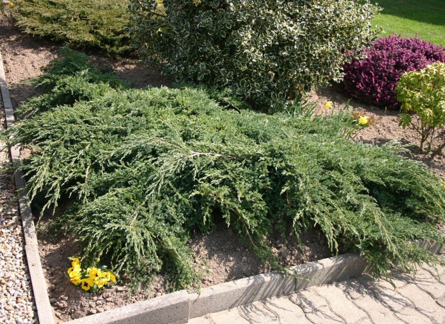 Можжевельник Вилтони