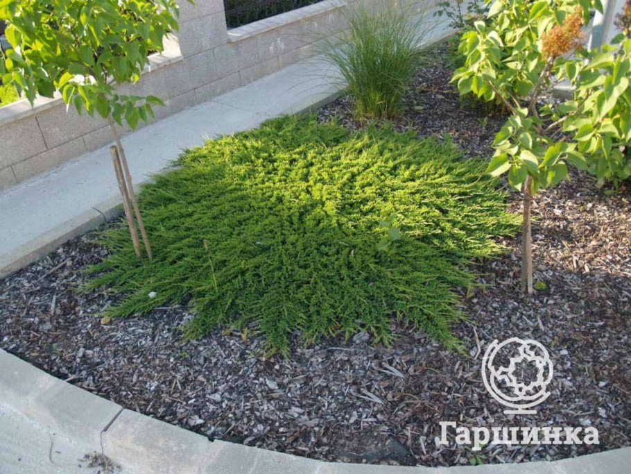 Можжевельник procumbens Nana