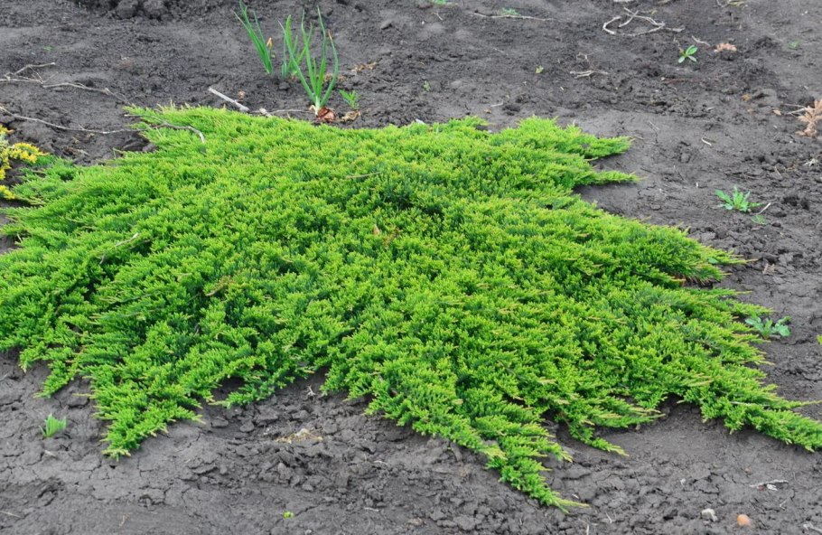 Можжевельник Блю чип