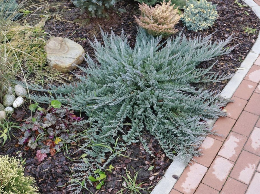 Можжевельник Блю Корвет