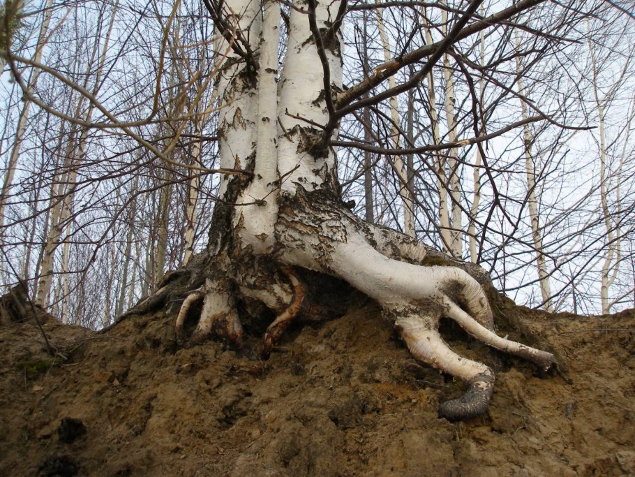 Корни березы