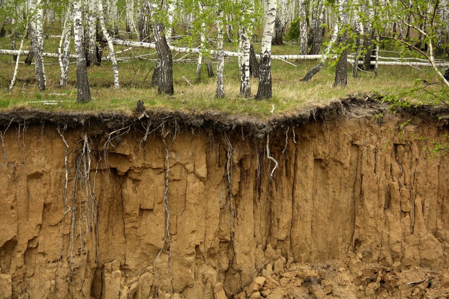 Корневище березы