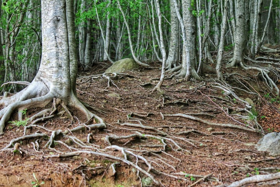 Корни дерева