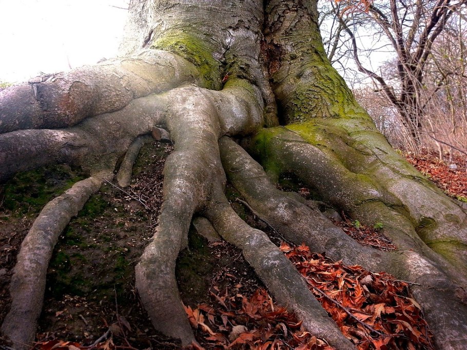 Корни дерева