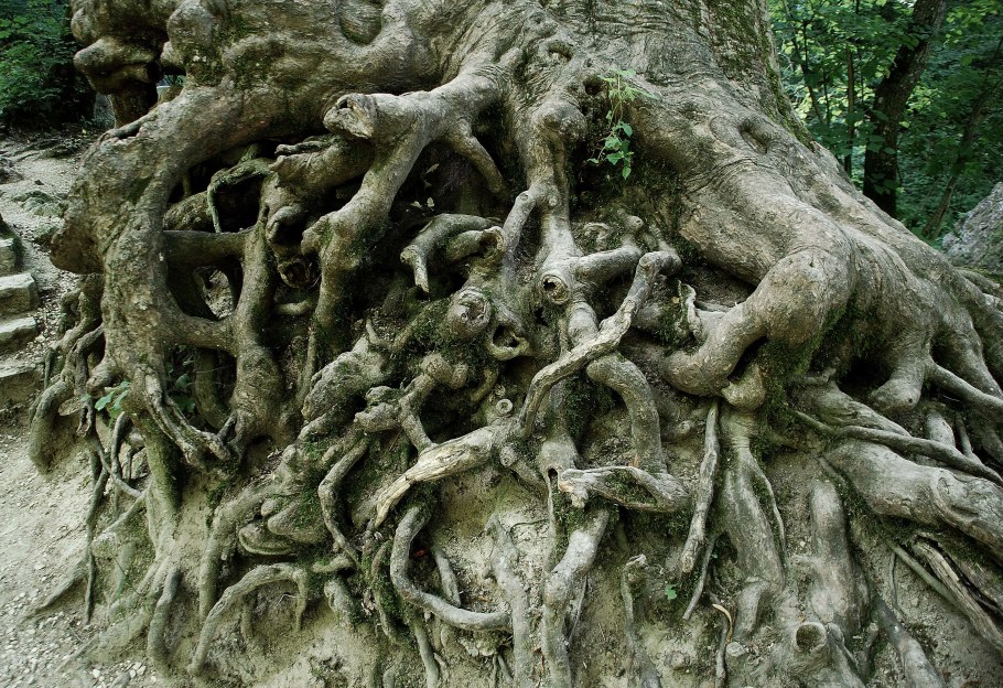 Корни дуба