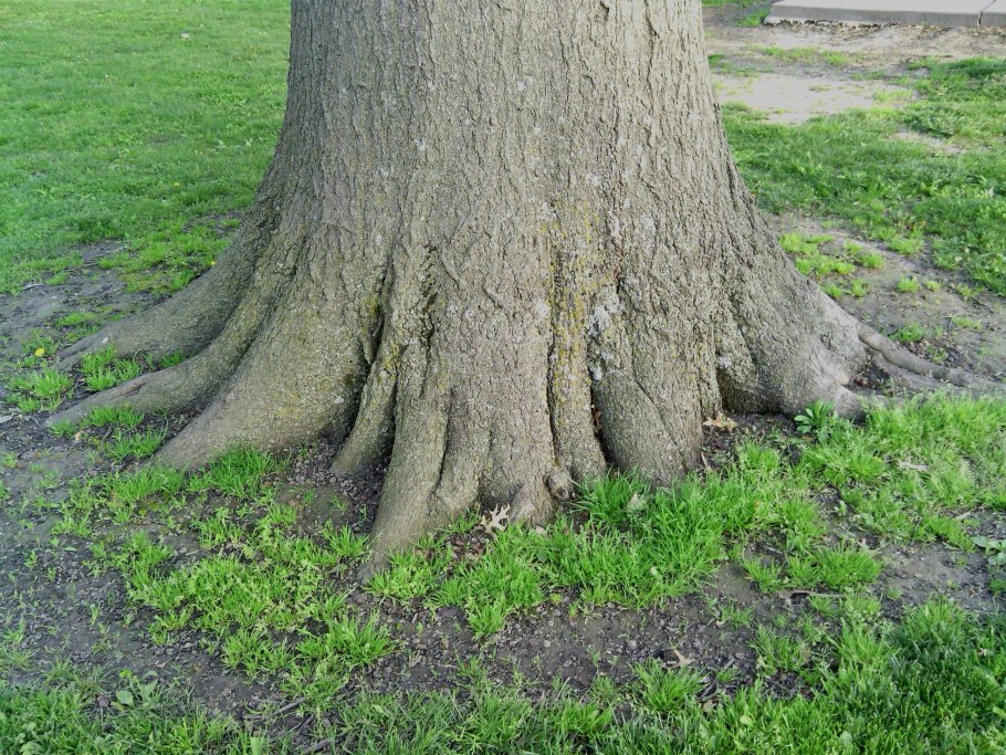 Корни дуба