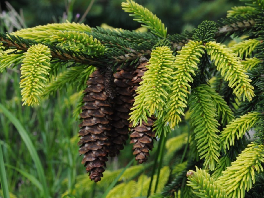 Ель Энгельмана Picea engelmannii