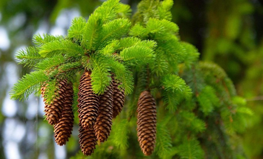 Ель европейская Акрокона