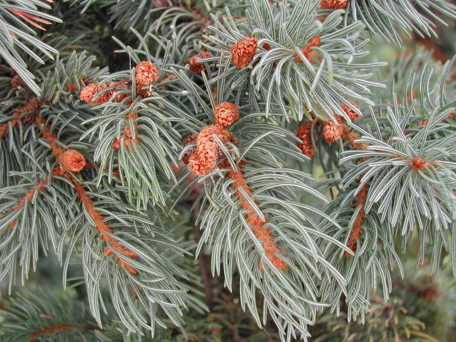 Ель европейская микростробилы