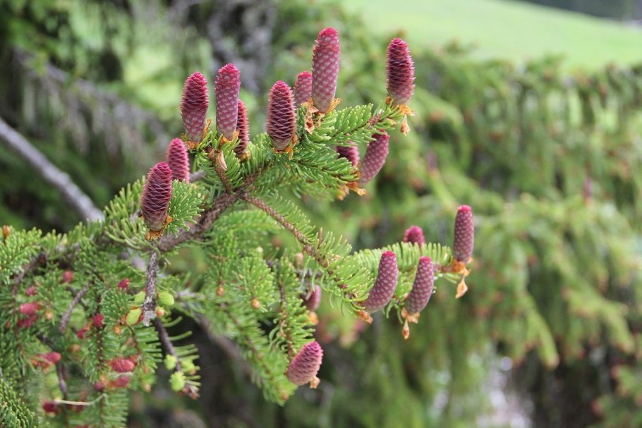 Ель корейская (Picea koraiensis)