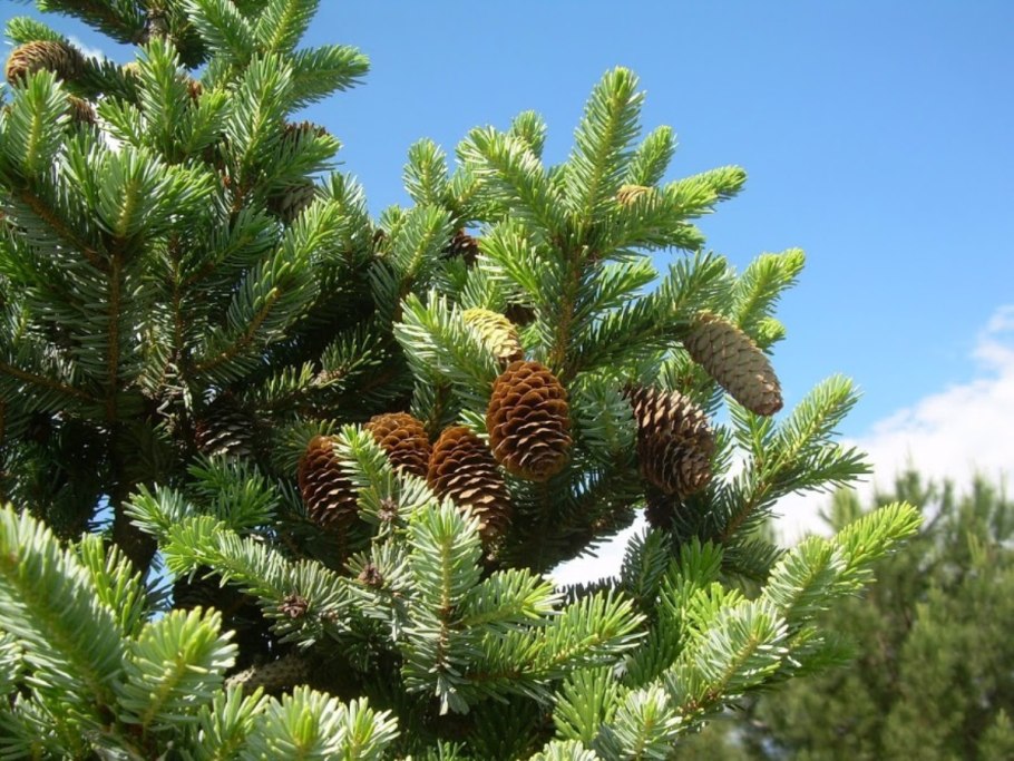 Picea Abies Kamon