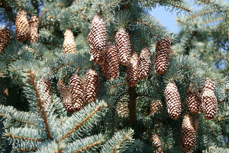 Ель канадская Спрус