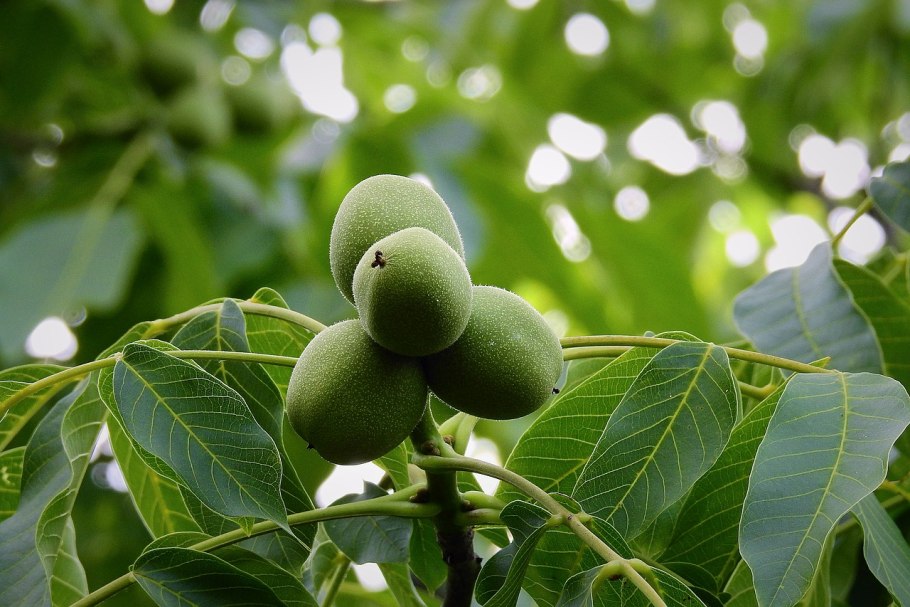 Орех грецкий (Juglans Regia)