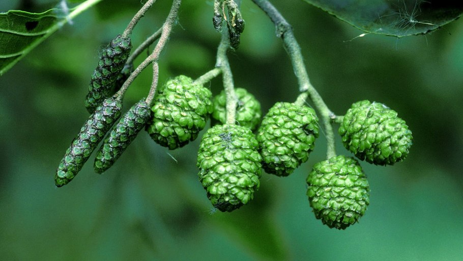 Ольха Alnus glutinosa