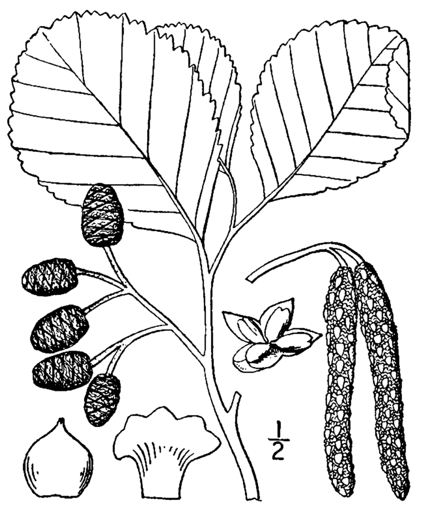 Alnus glutinosa семя