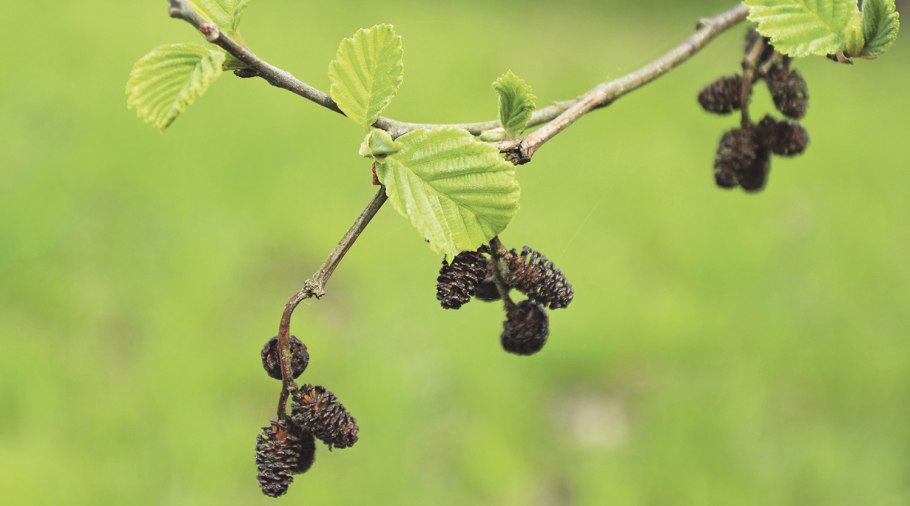 Alnus glutinosa (ольха европейская)