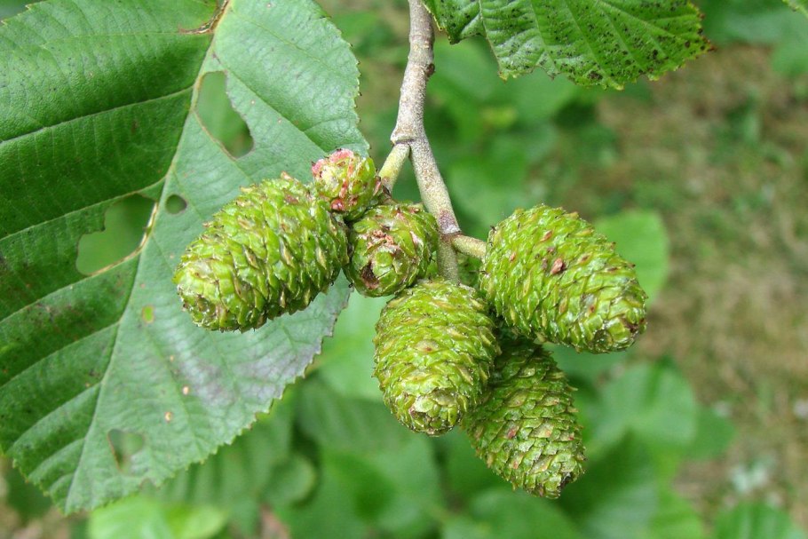 Alnus glutinosa (ольха европейская)