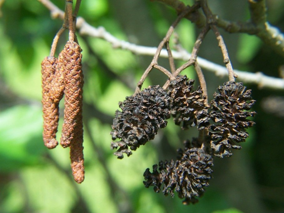 Alnus glutinosa (ольха чёрная) 'Imperialis'
