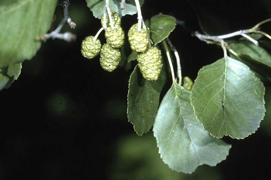 Alnus glutinosa (ольха европейская)