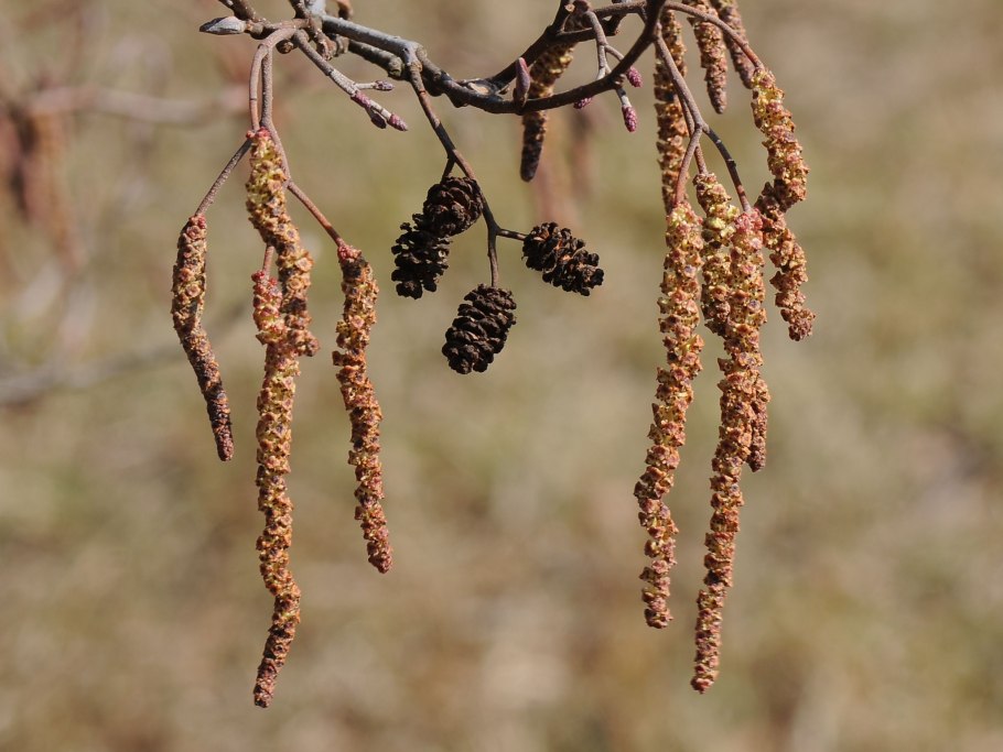 Alnus glutinosa осень