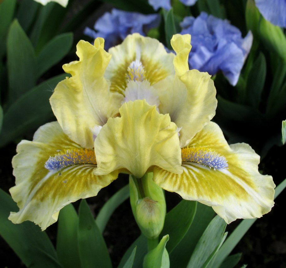 Ирис карликовый МР.Робертс