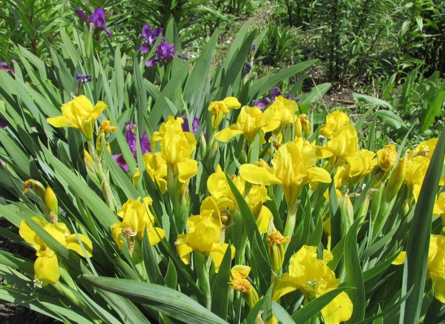 Ирис Касатик карликовый