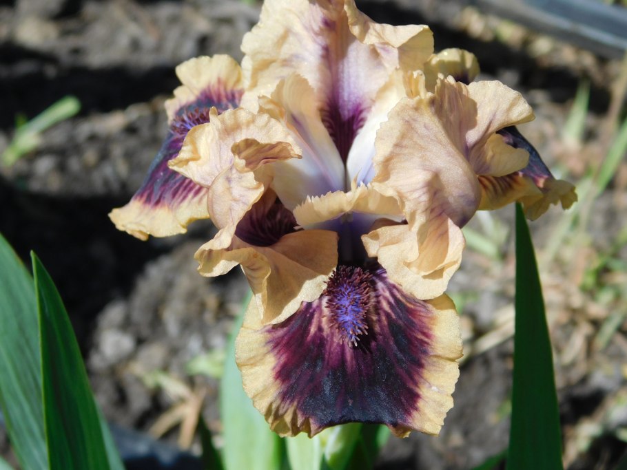 Ирис бородатый Бивайлдербист