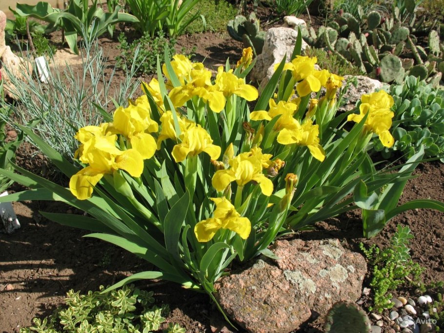 Ирис карликовый (Iris pumila)