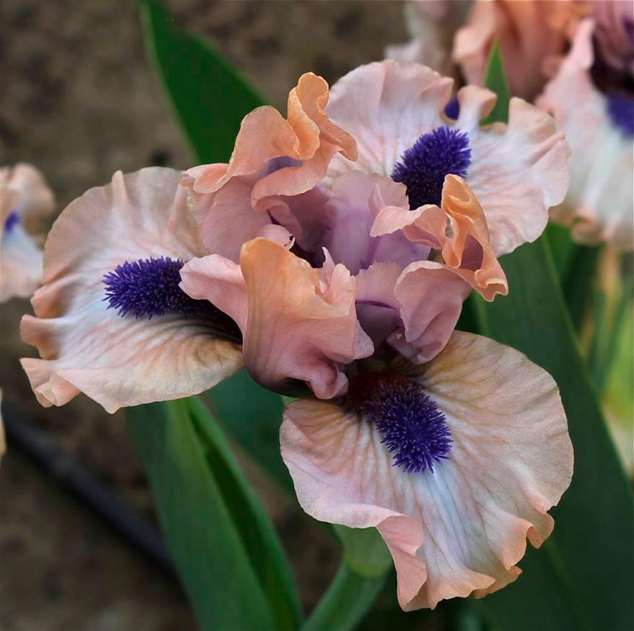 Ирис petit Polka