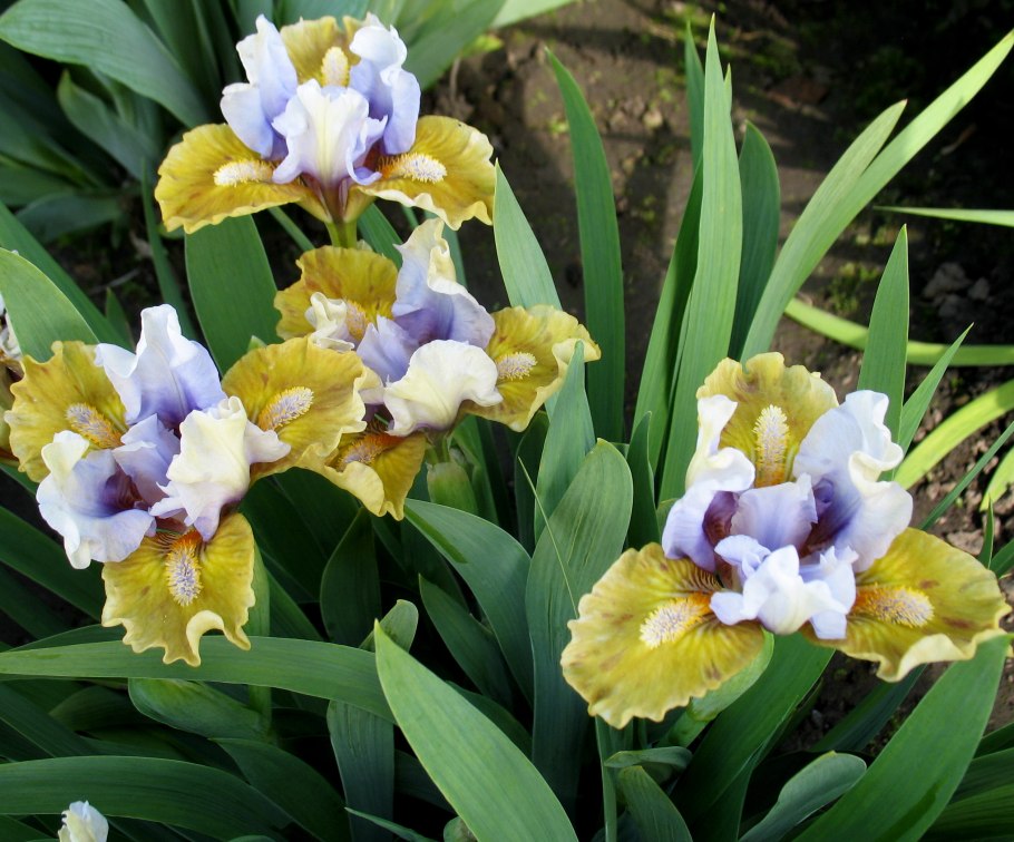 Ирис карликовый чаргольд