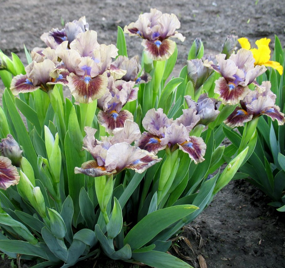 Ирис карликовый (сорт 'Larrikin)