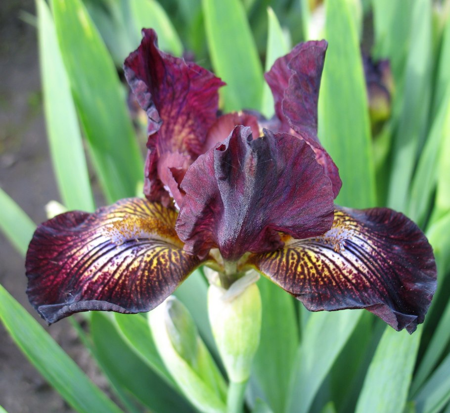 Ирис персиковый цветы