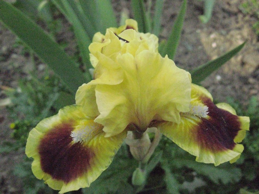 Карликовый Ирис Айрис