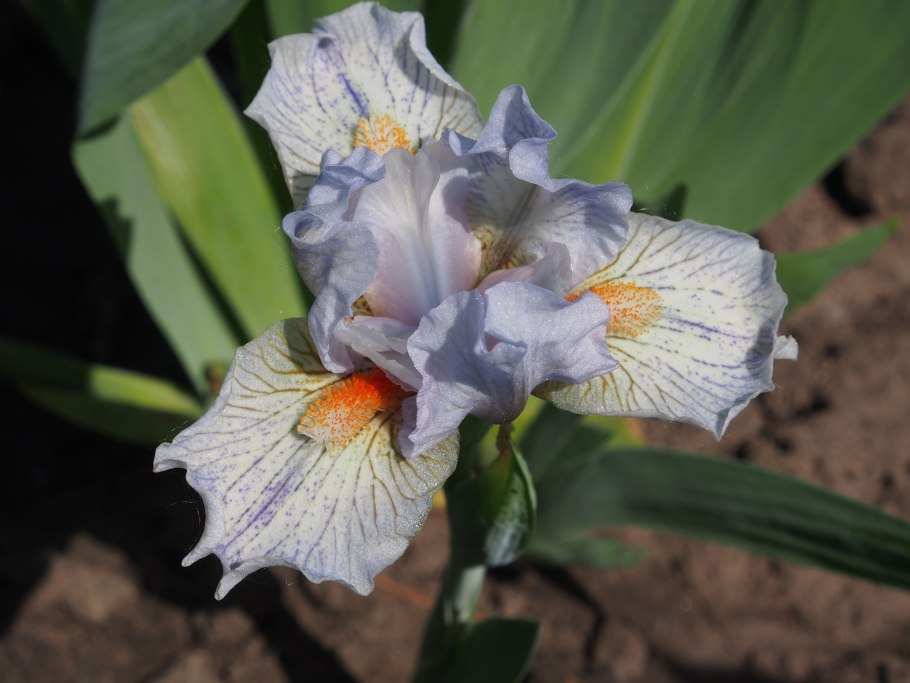 Ирис карликовый (Iris pumila)