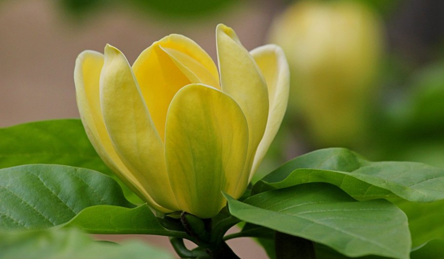 Лимонная Магнолия