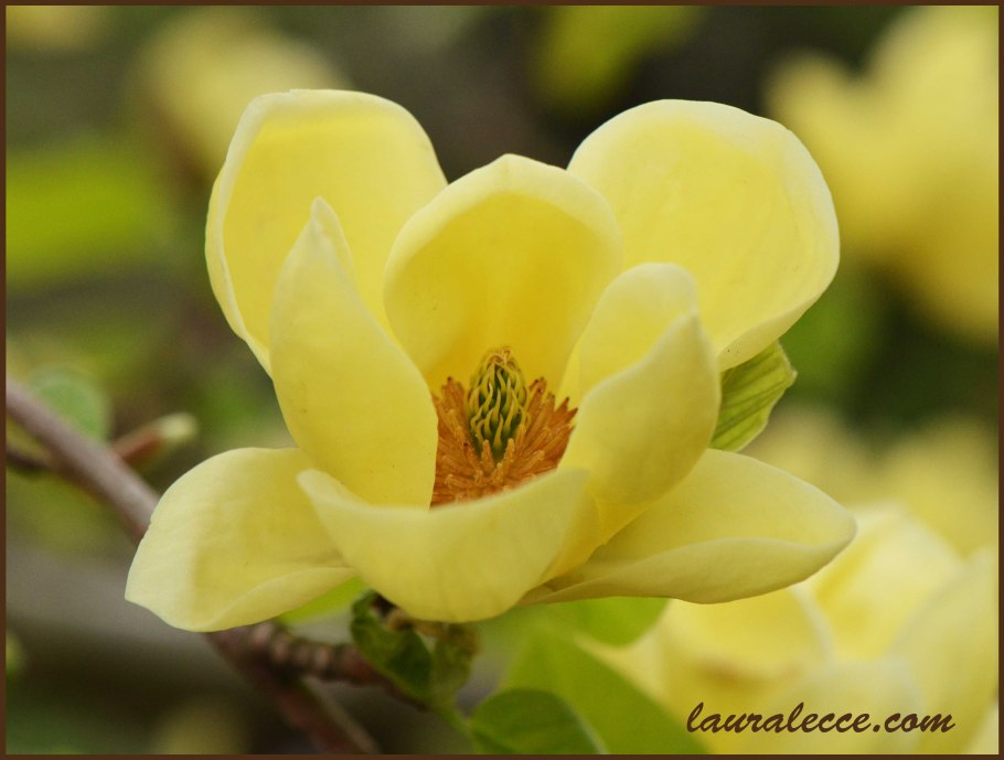 Лимонная Магнолия