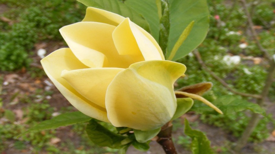 Магнолия Magnolia Yellow River