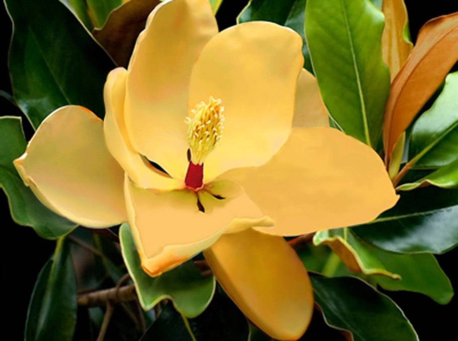 Магнолия Еллоу Берд