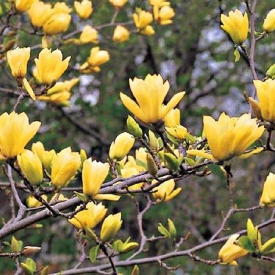 Magnolia Sunsation / Магнолия сенсация