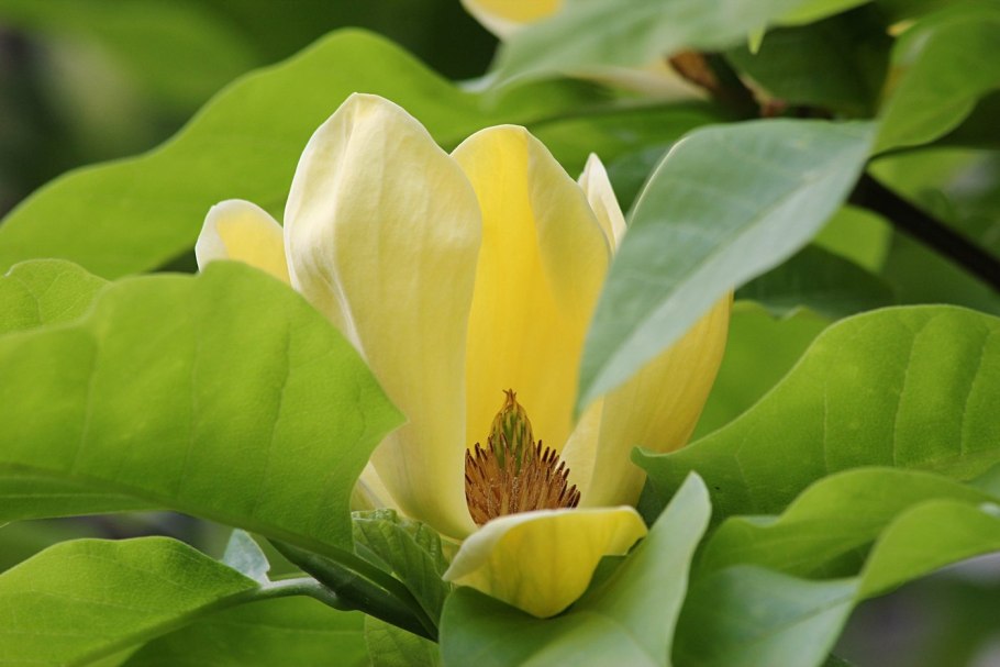 Лимонная Магнолия