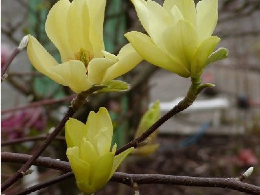 Лимонная Магнолия